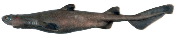 Dalatias licha_06.jpg